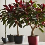 Burgundy Rubber Tree Care Guide