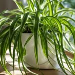Curly Spider Plant Care Guide