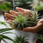 Drunken Gnome Air Plant Care Guide
