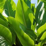 Hardy Banana Plant Care Guide