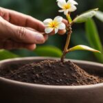 How To Plant Plumeria Seeds