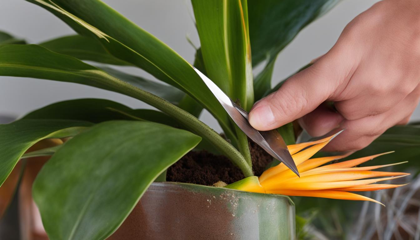 How to Propagate Bird Of Paradise