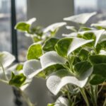 Snow White Waffle Plant Care Guide