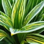 Starfish Snake Plant Care Guide