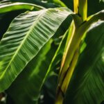 Variegated Banana Plant Care Guide