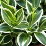 Variegated Teardrop Plant Care Guide