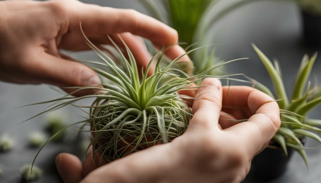 propagating air plants with pups