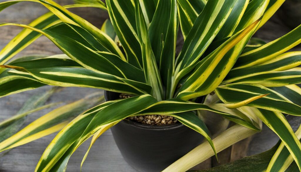 snake plant drooping leaves